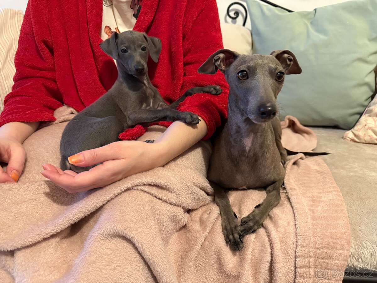 Italský chrtík s PP - 7