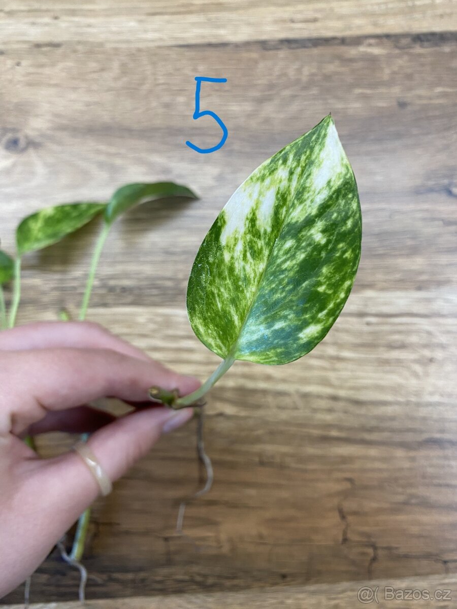 Epipremnum aureum - řízky - 7