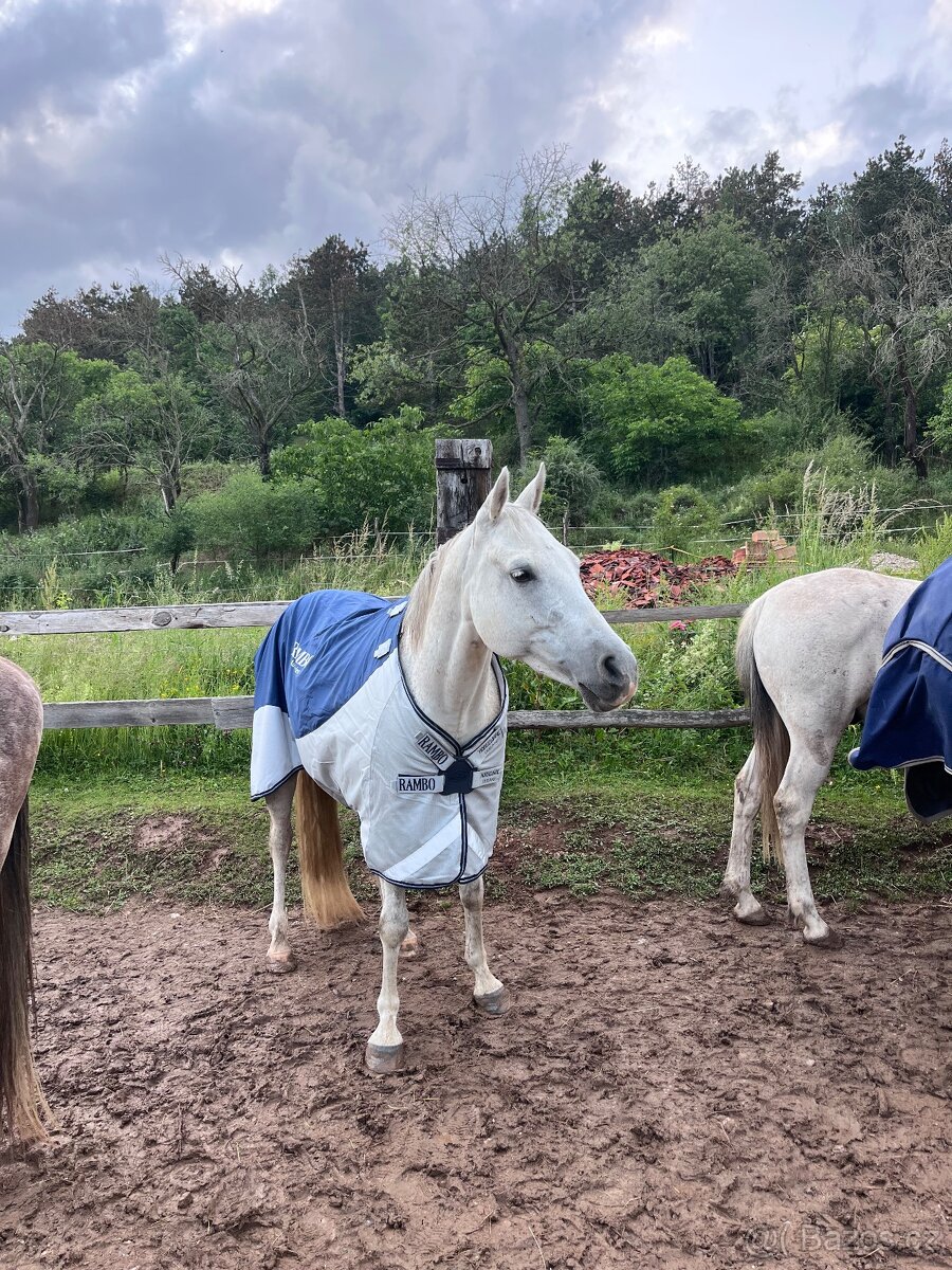 Prodám valacha qh - 7