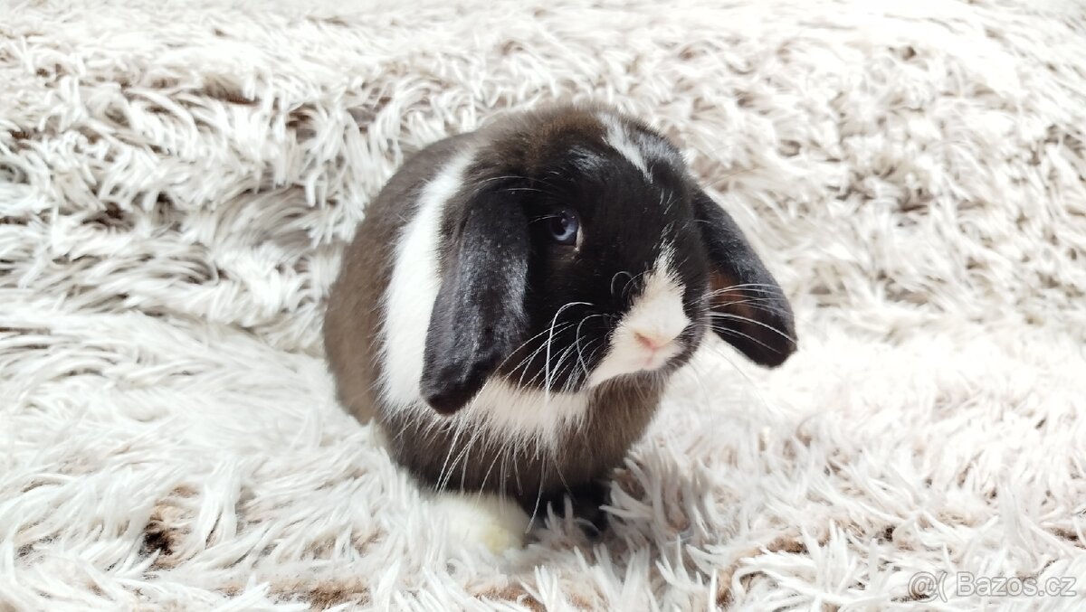 Zakrslý beránek, králíček, králík - 7