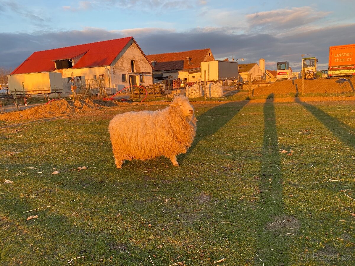 Romney Marsch Kent - 7