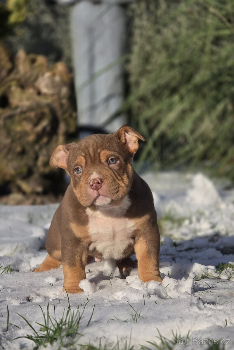 American Bully štandard - 7