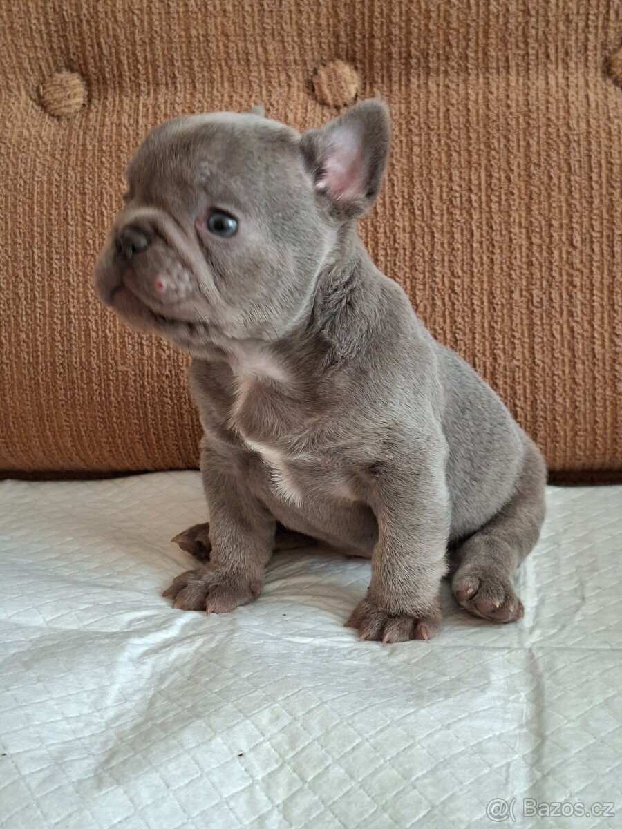 Francouzský buldoček modrý - 7
