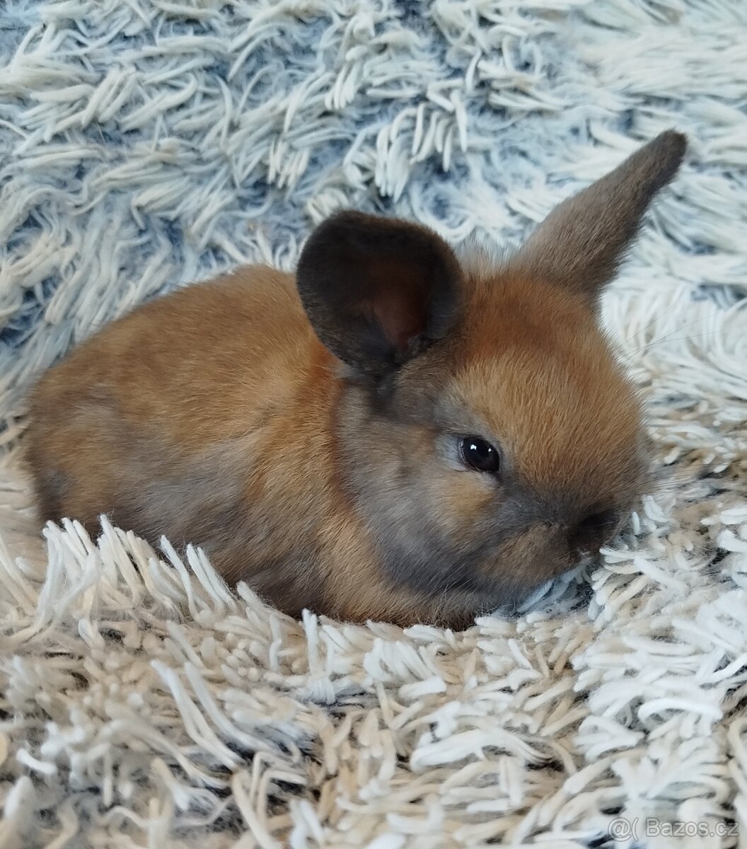 Minilop - anglický zakrslý beránek s VP - 7