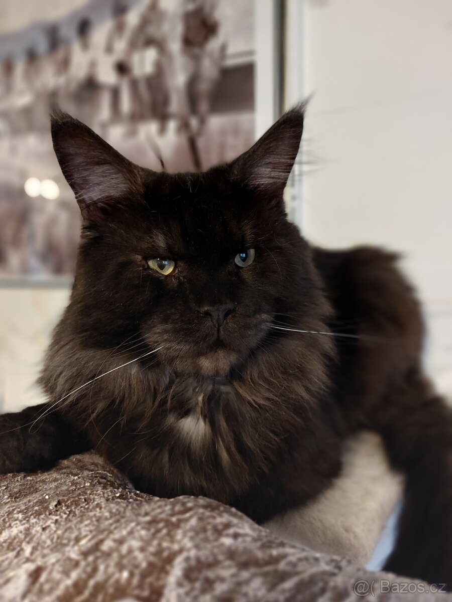 Mainská mývalí kočka s PP - 7