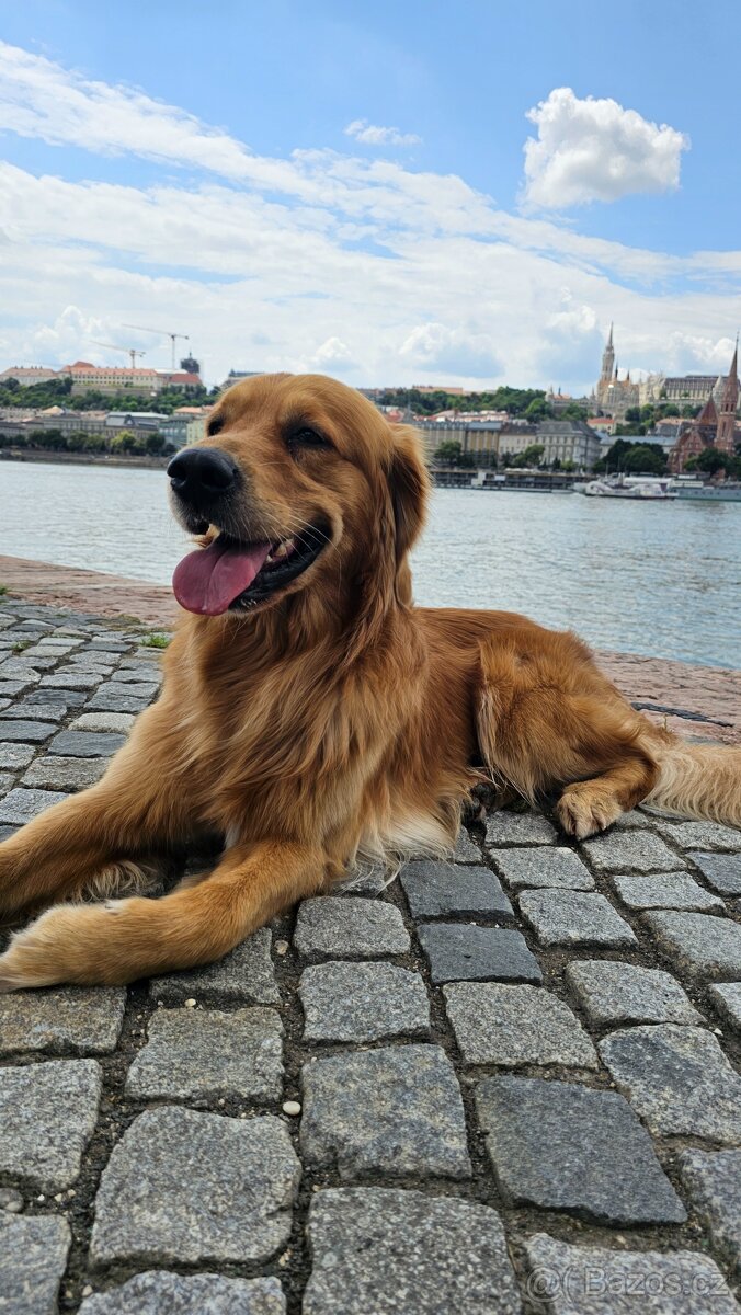 Krytí - Zlatý retrívr - 7