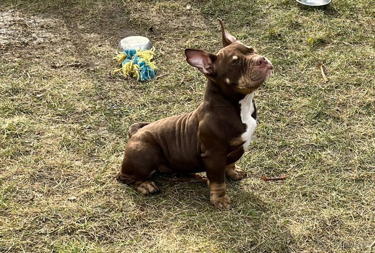 American Bully Micro/exotik s PP i bez PP - 7