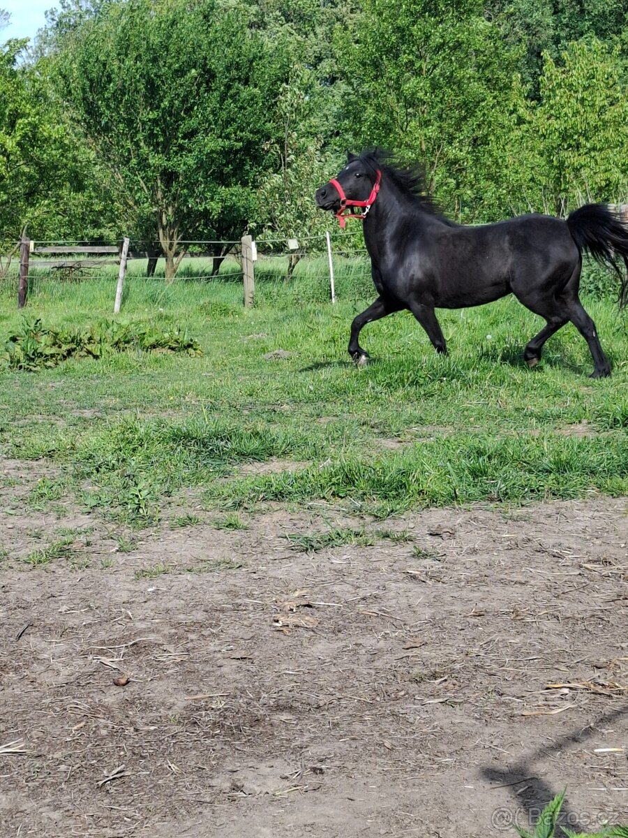 Klisna pony - 7