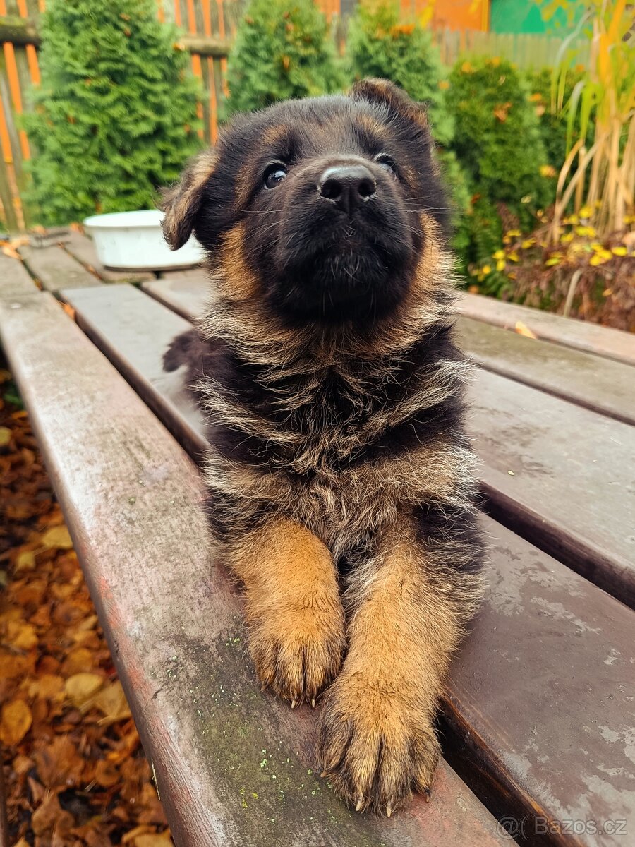 Německý ovčák s PP - 7