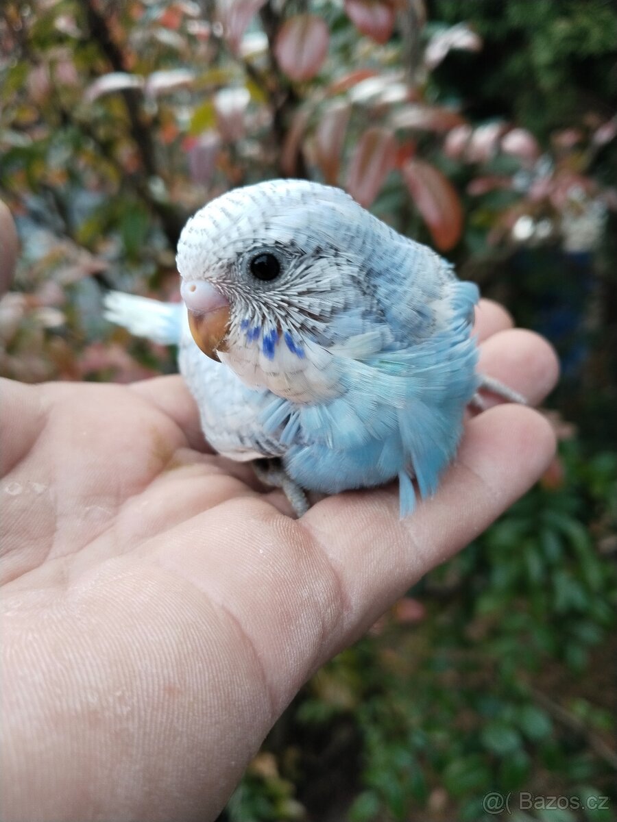 Kakariky,korela,andulka - 7