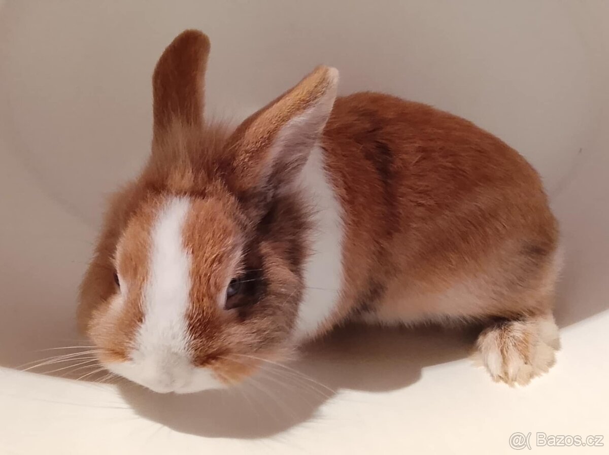 Zakrslý králíček bez PP sameček Gimmy - 7