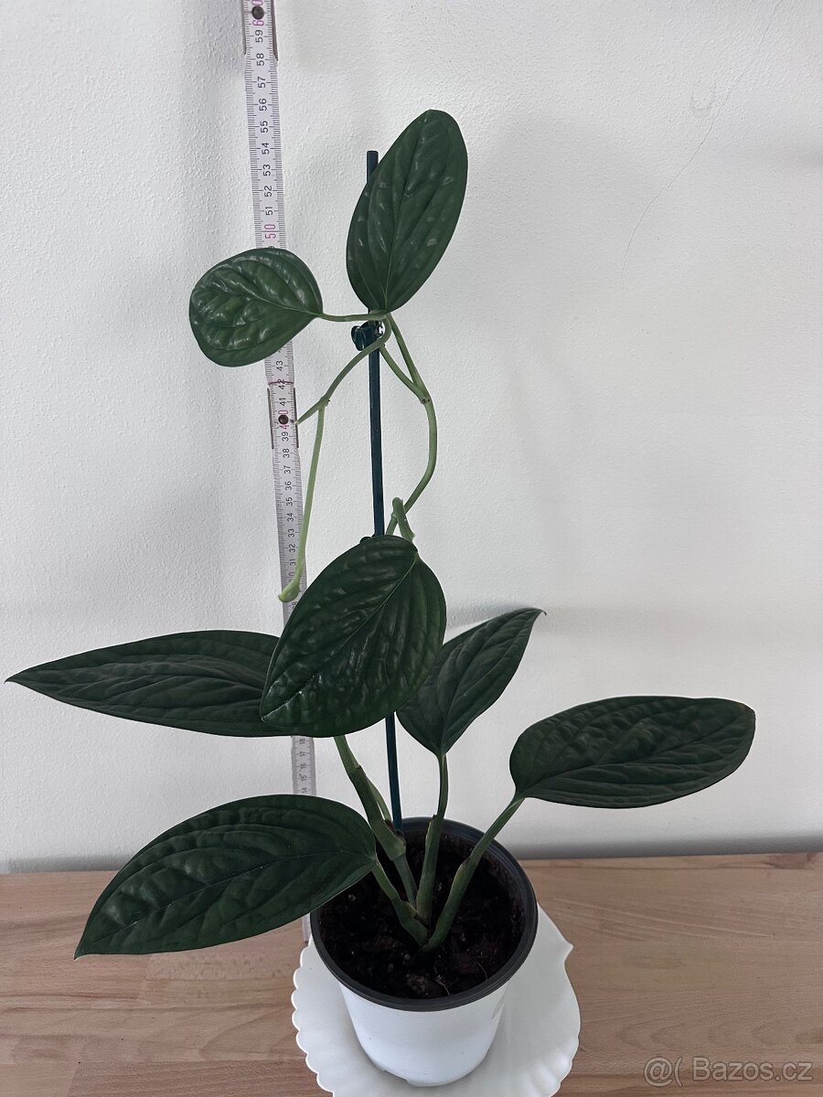 Monstera karstenianum 'Peru' - 7