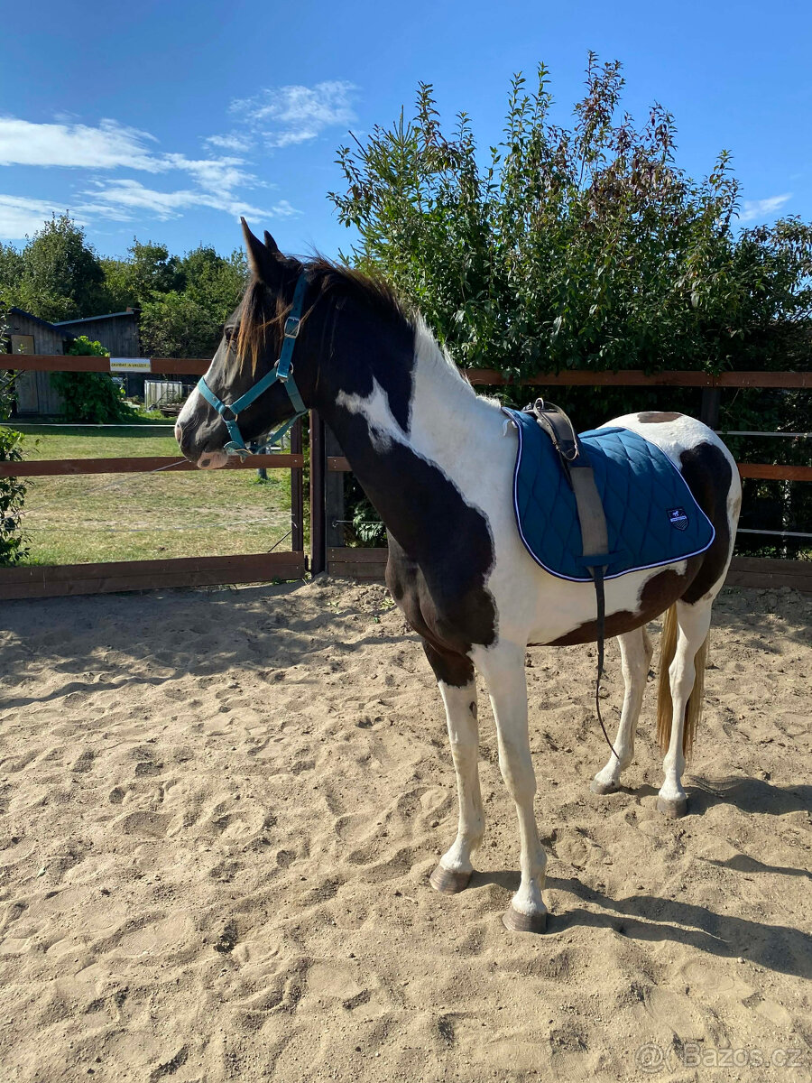 Nabízím k prodeji klisnu BAROCK PINTO - 7