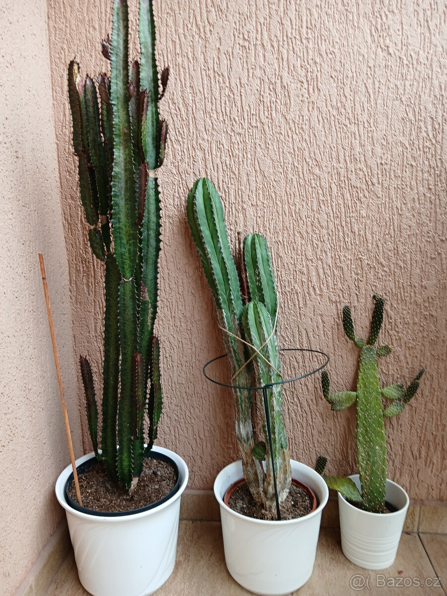 3 hodně velké kaktusy - 7