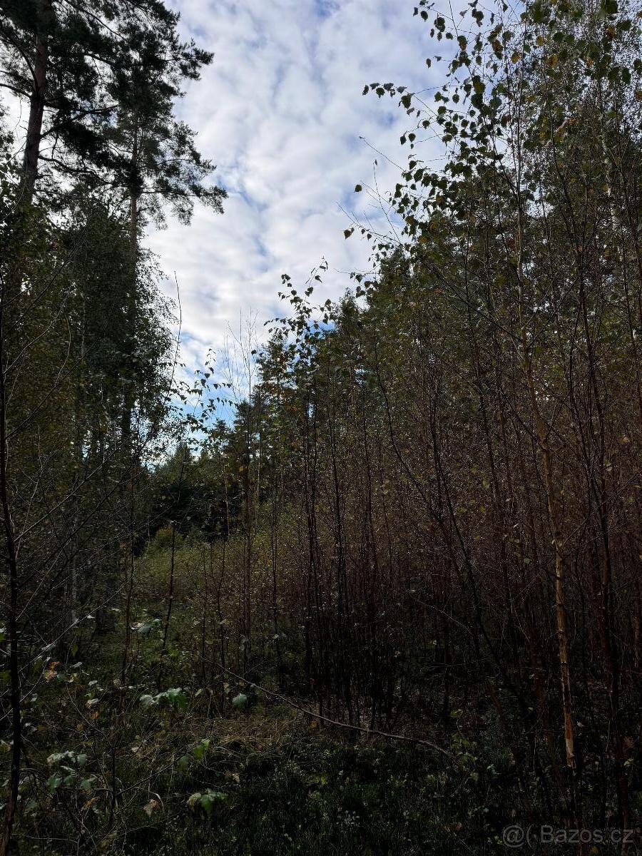 Prodám lesní pozemky v k.ú. Ločenice, p.č. 1452 a 1453 - 7