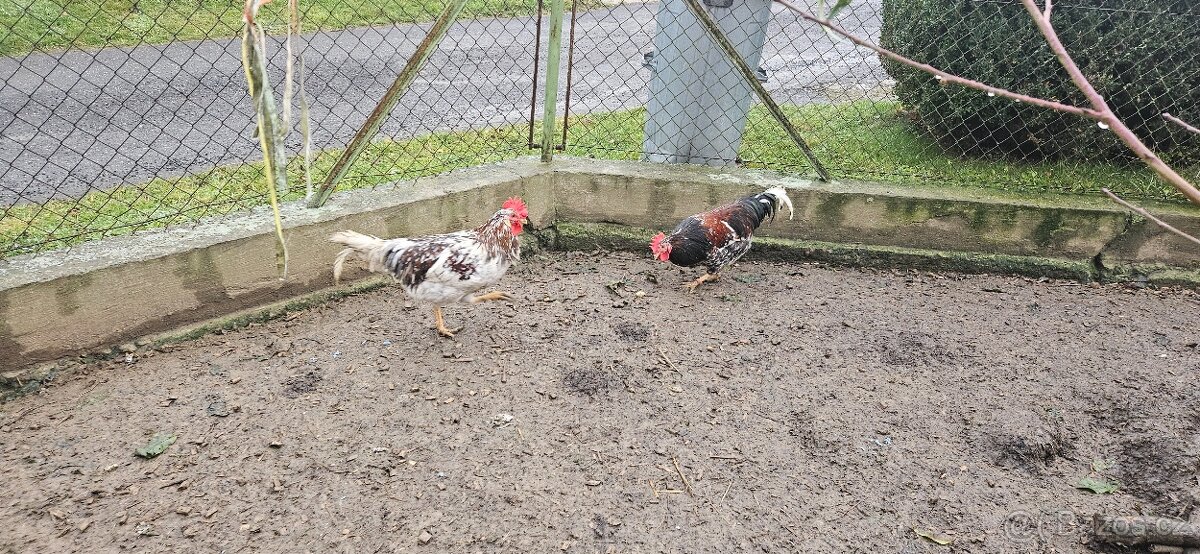 Kohouti (švédská květina) - 7