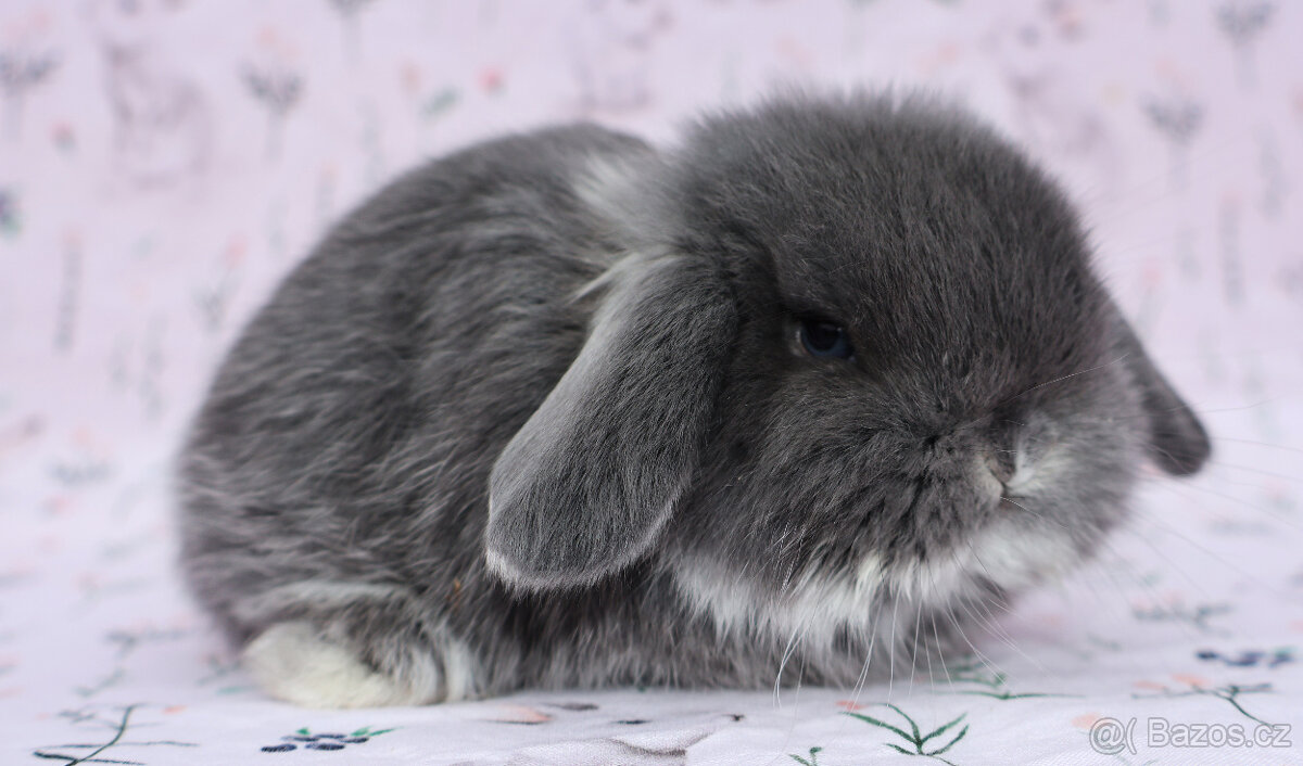 NHD beránek samička - 7