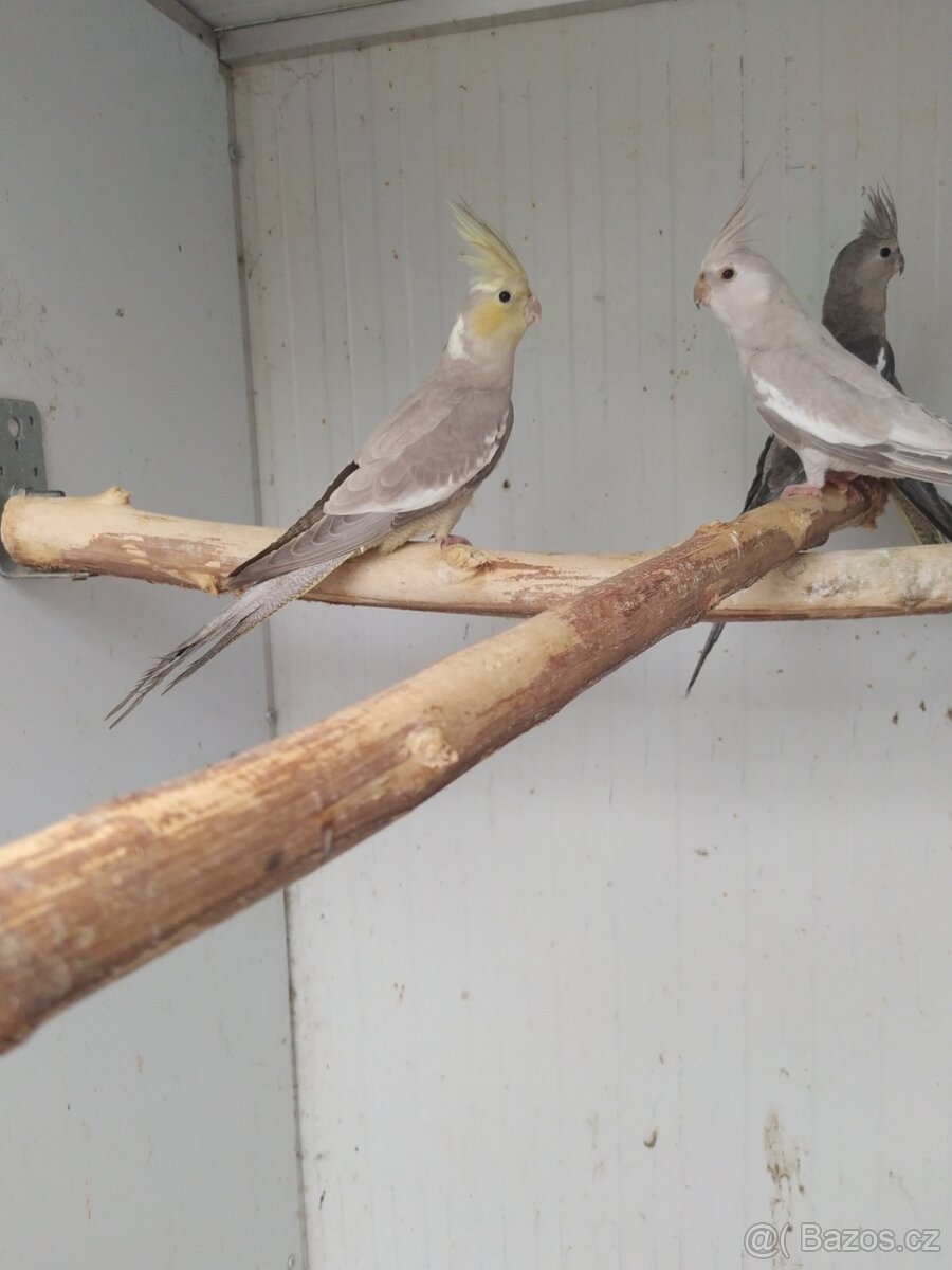 Nabízím korely - 7