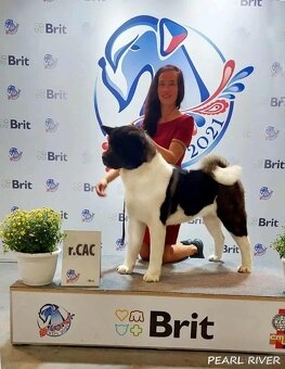 Americká akita s PP - 7