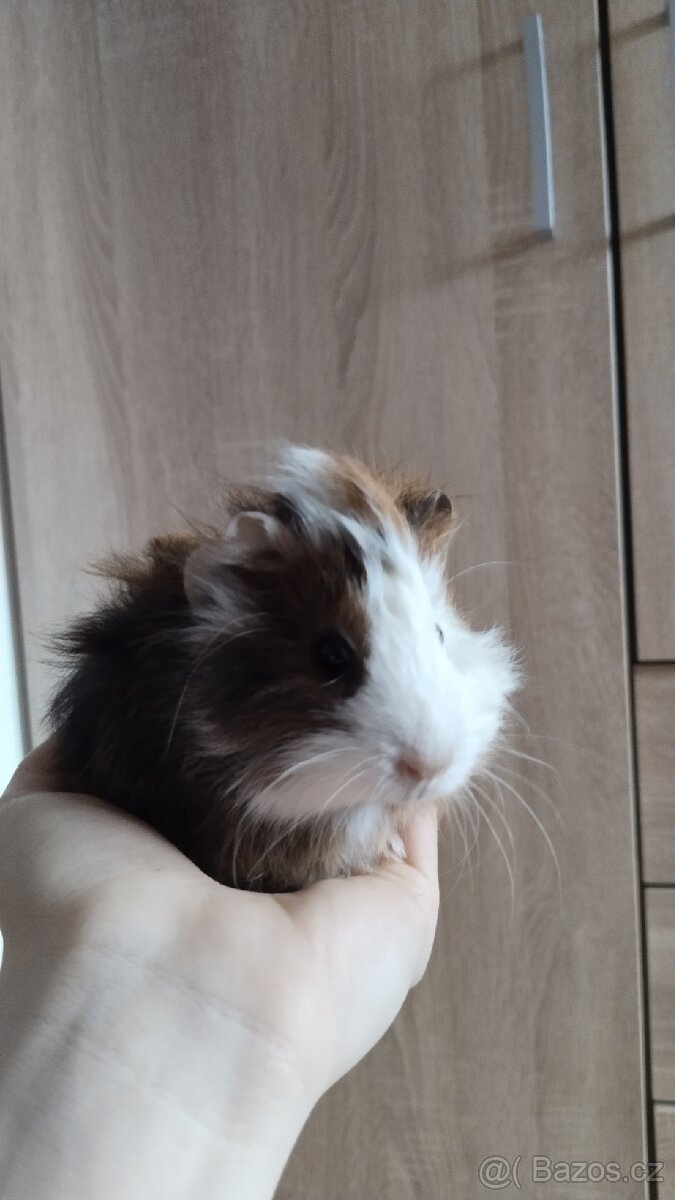 Morče, morčata, morčátka - 7