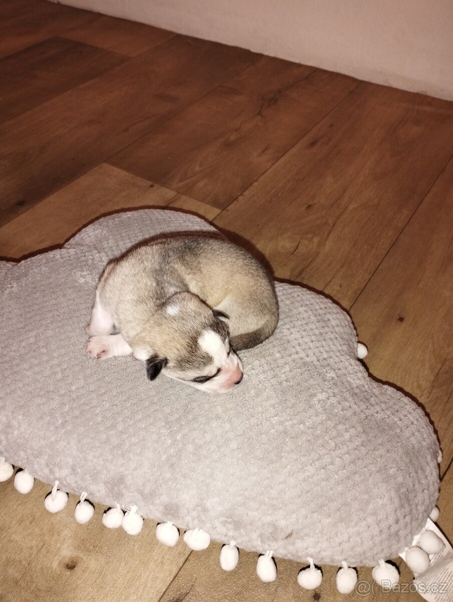 Sibiřský husky - 7