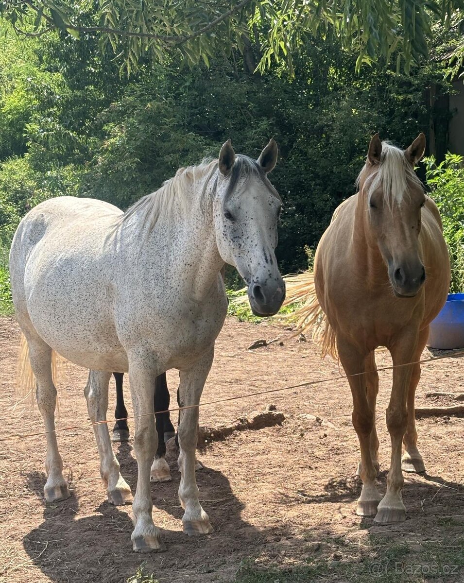 Březí kobyla WPBr - 7