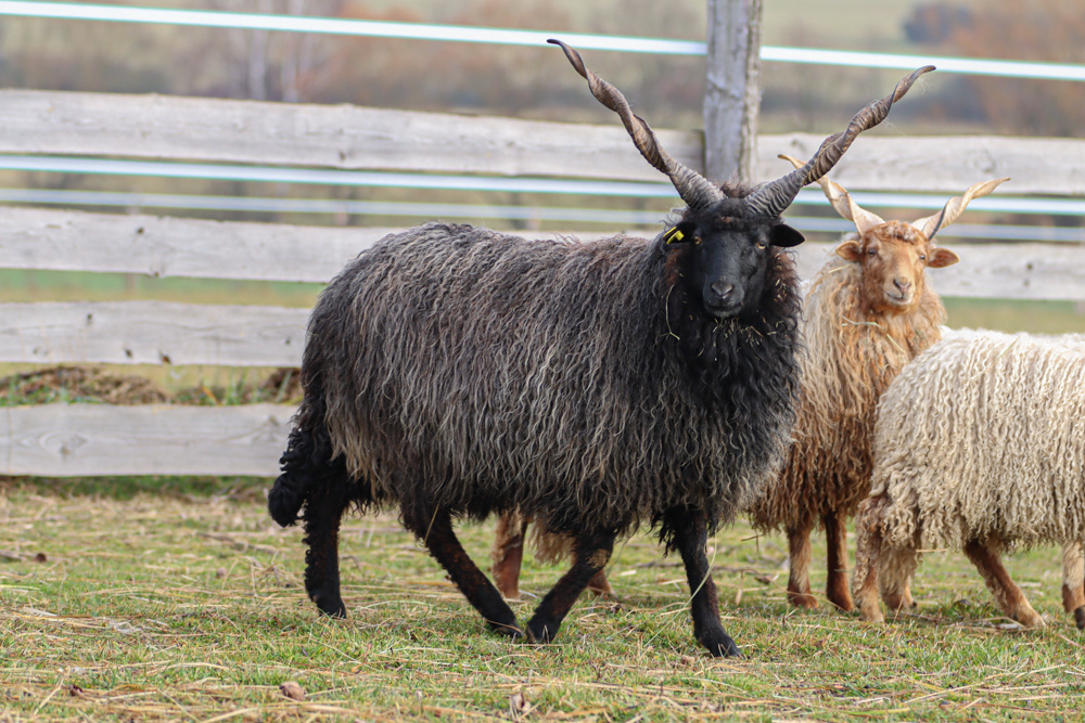 🏠 Prodáme černého berana spolu s nepříbuznou ovcí 🏠 - 7