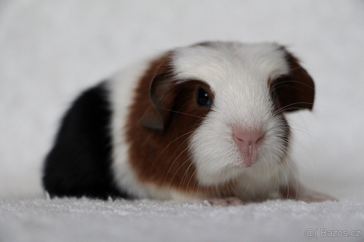 Morče, morčátko, morčata s PP - krátkosrstá - 7