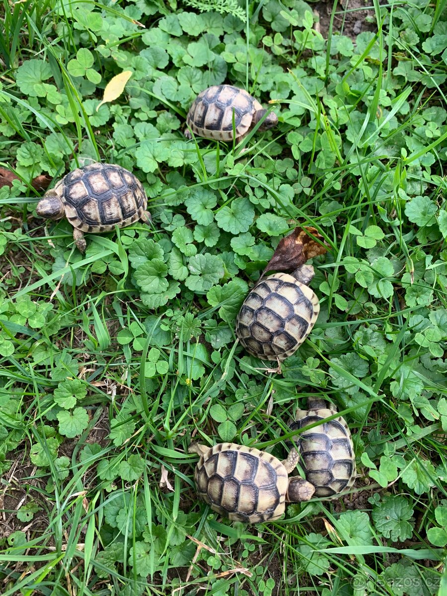Želva suchozemská - zelenavá, stepní, vroubená, žlutohnědá - 7