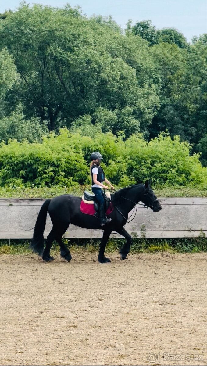 Fell Pony - kategorie B - 7