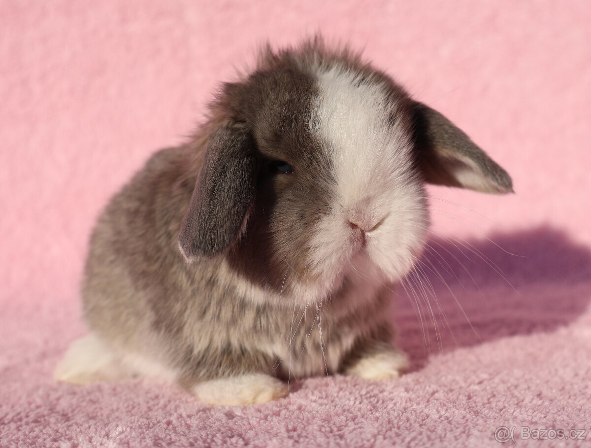 Zakrslí beránci NHD modrá očka . - 7