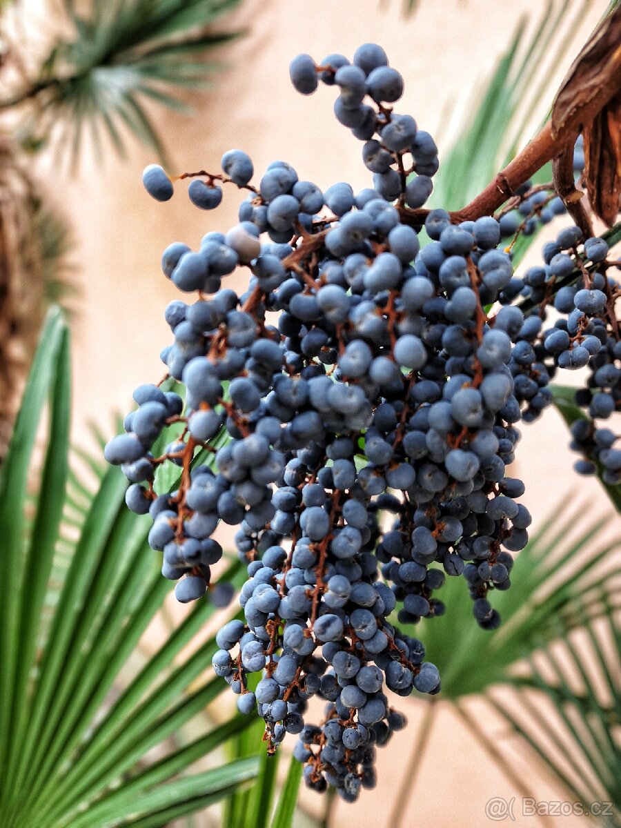 Semena - palma Trachycarpus Fortunej - 7