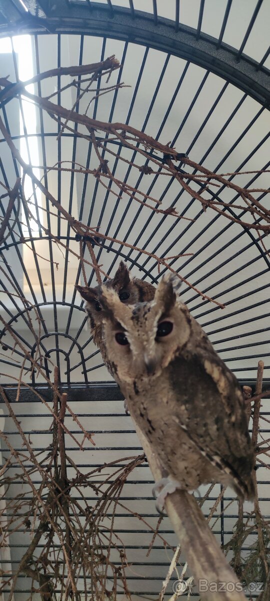 Výreček indický a jihoamerický - 7