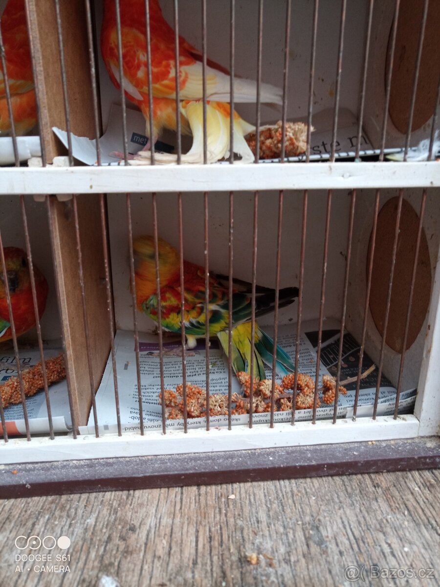 Papoušek zpěvavý - 7