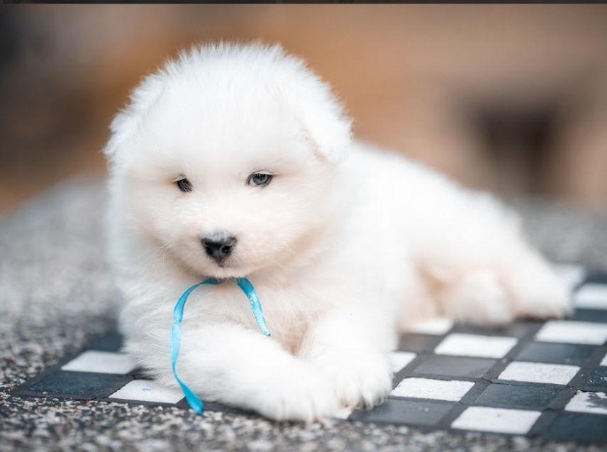 Samojed s PP - 7