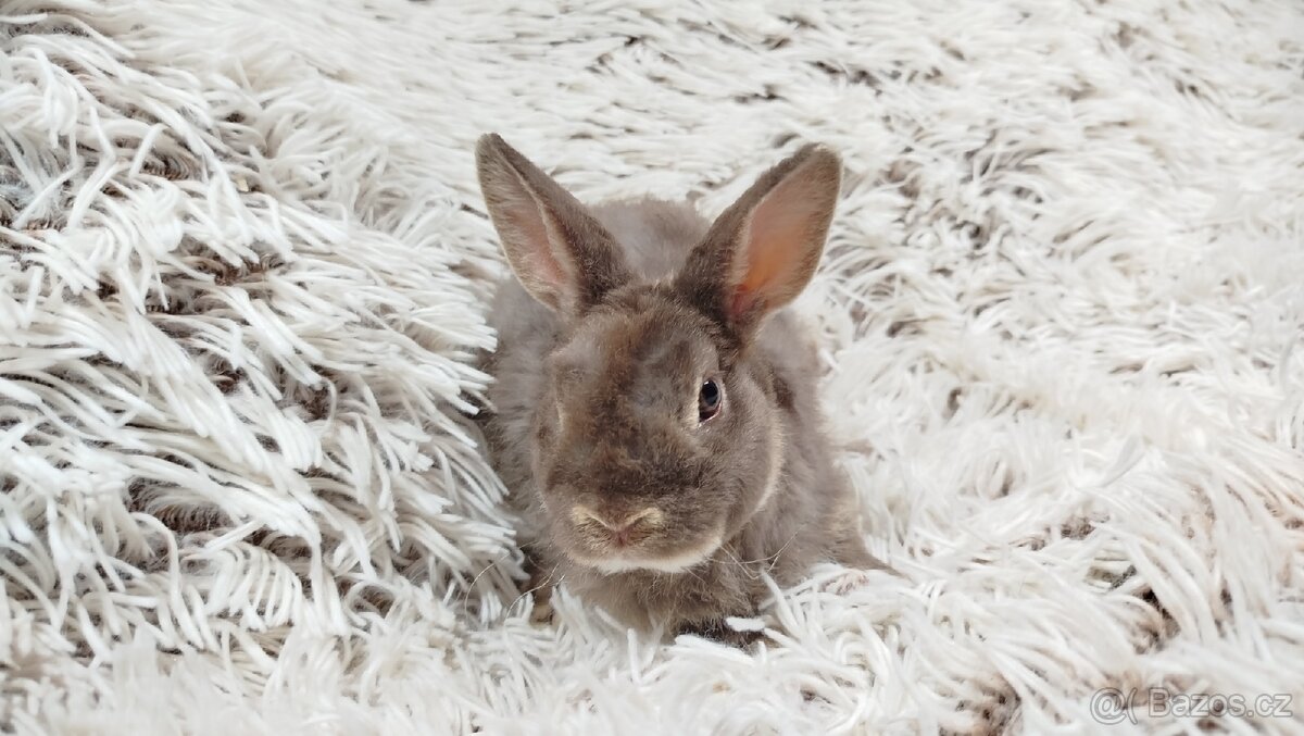 Zakrslý beránek,králíček,králík -(REX)-DIANA - 7