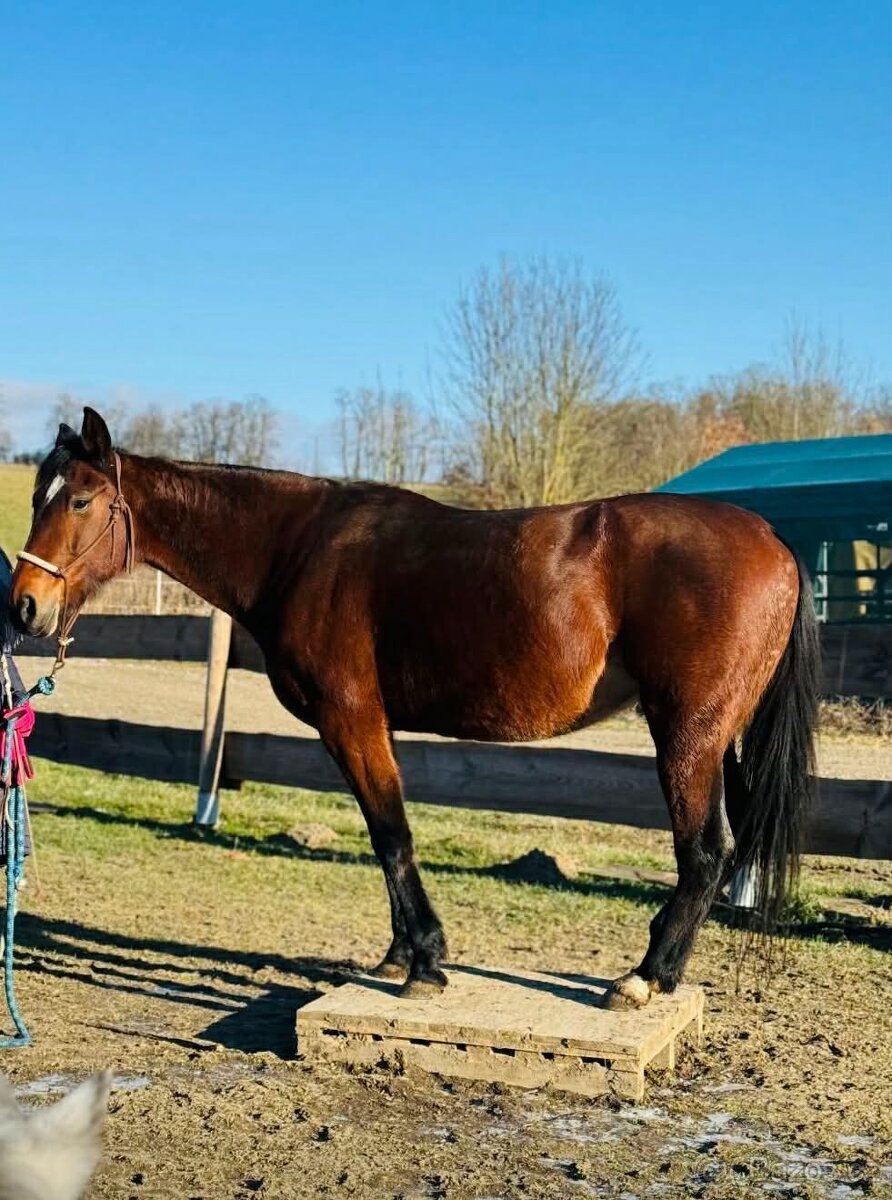 Hodná 14i letá klusačka - 7