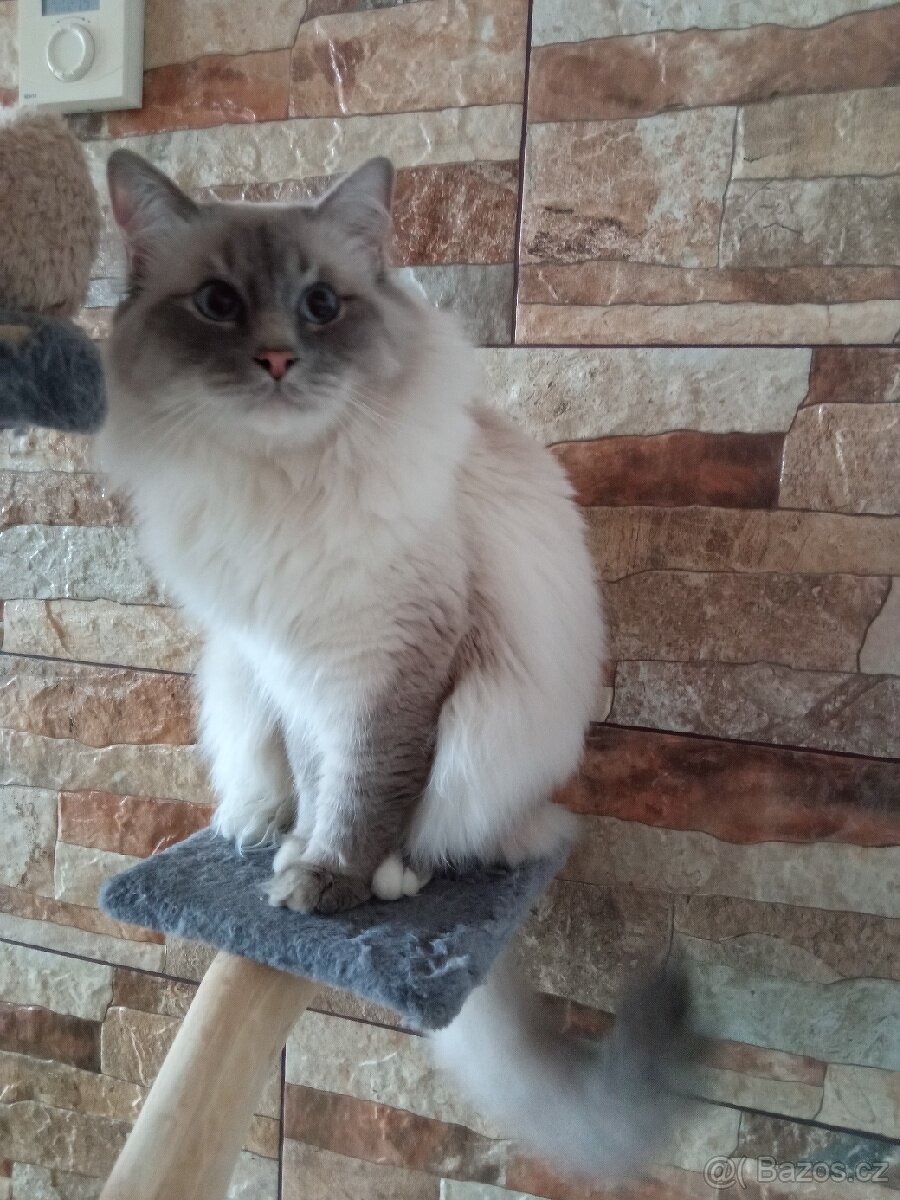 Kocourek Ragdoll ke krytí - 7