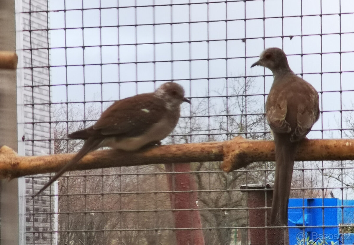 Holoubek diamantový straky 2025 - 7