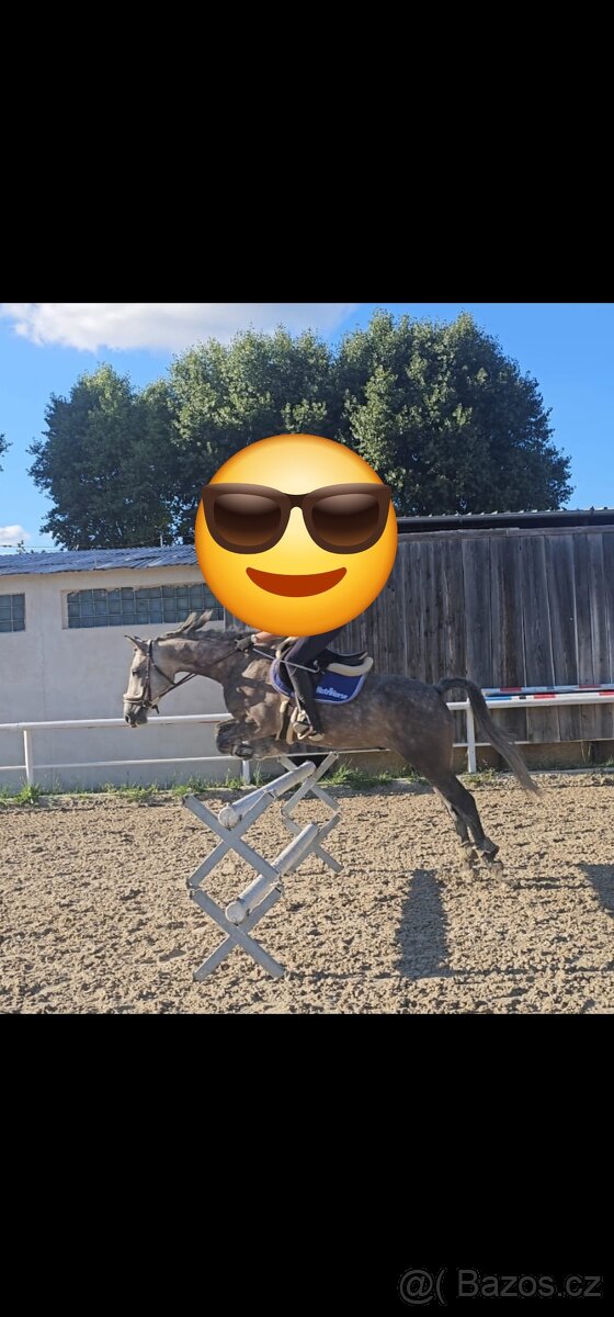 Teplokrevny valach 5 let - 7