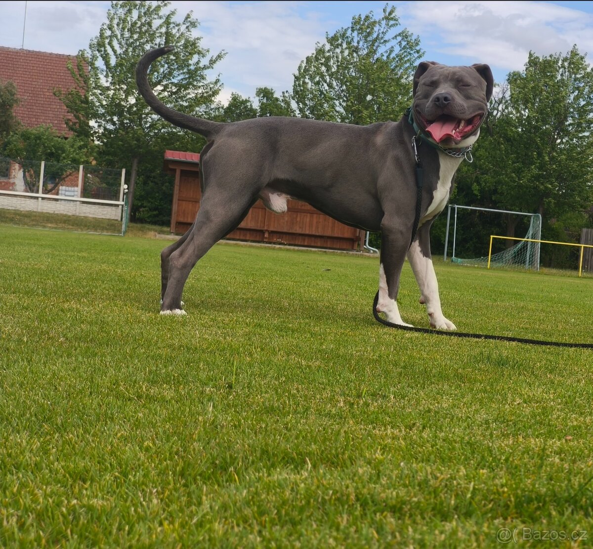 American bully - 7