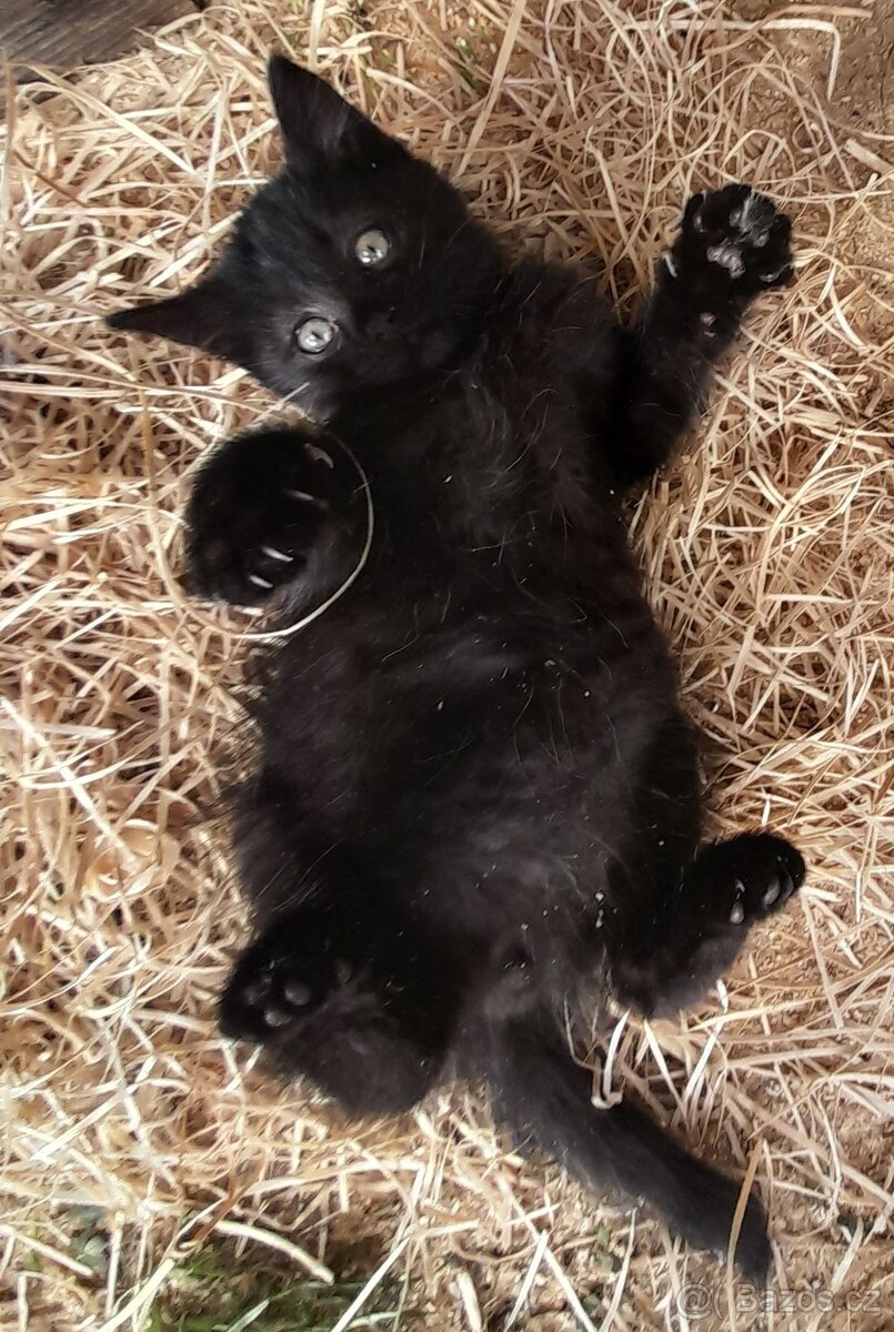 Koťátka alá Munchkin „kočičí jezevčík“ a „černé pumičky" - 7