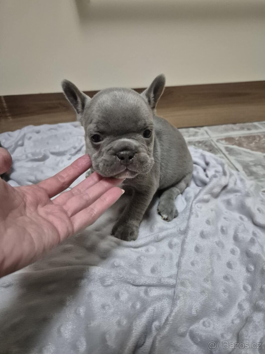 Francouzský buldoček - 7