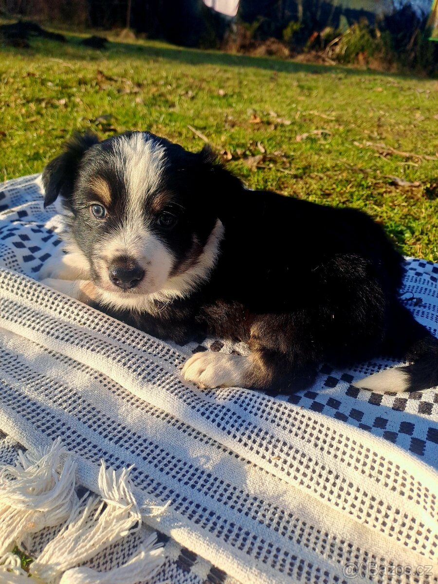 Border kolie štěnatka - 7