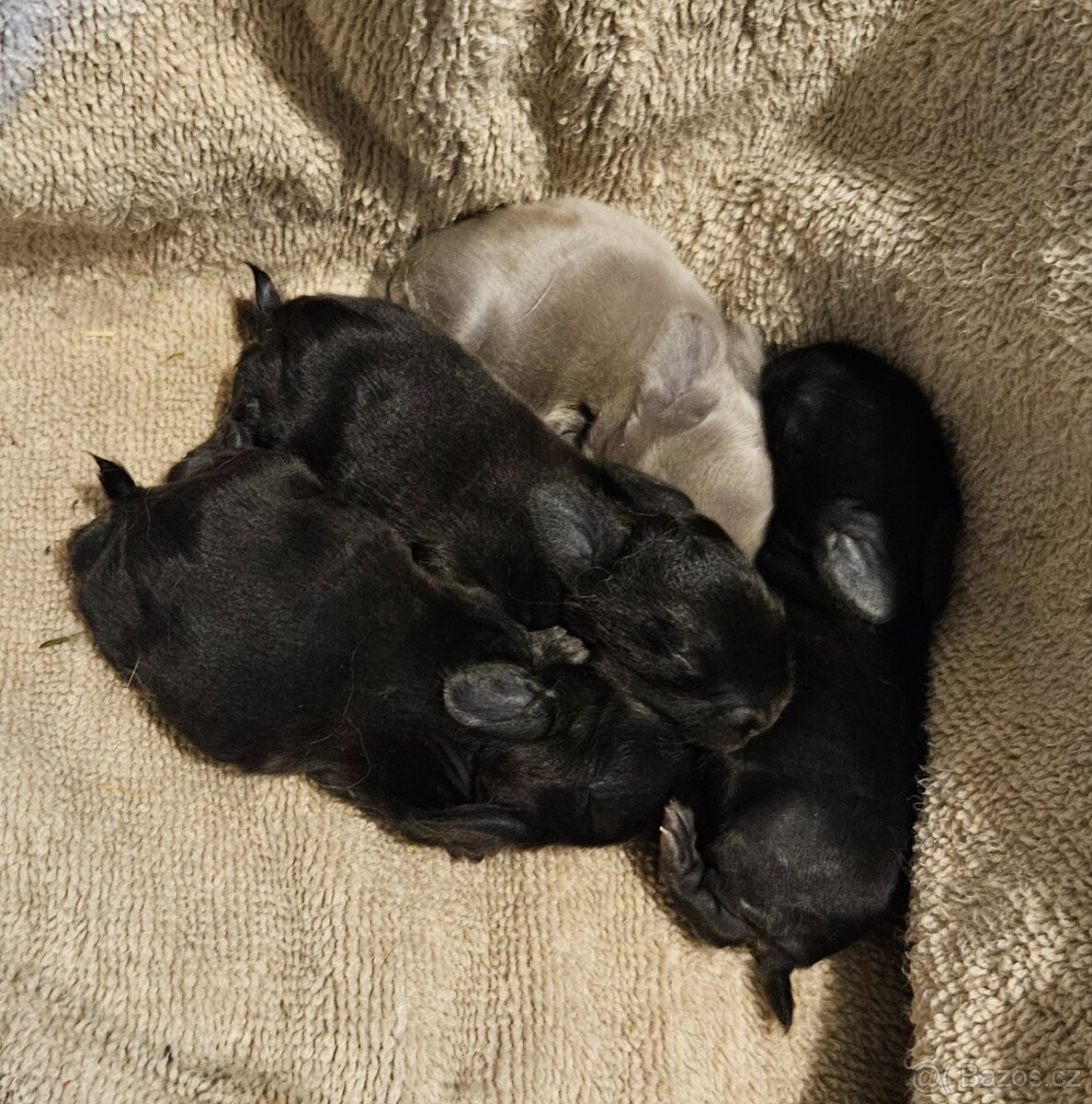 Zakrslý králíček/beránek minilop - 7