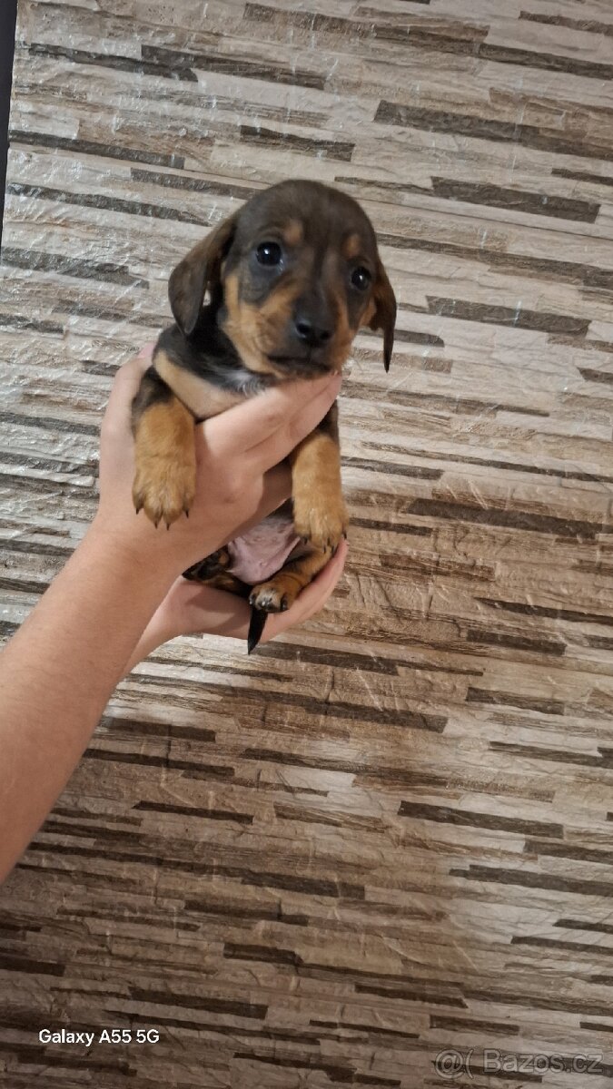 Jezevčík trpasličí bez pp - 7