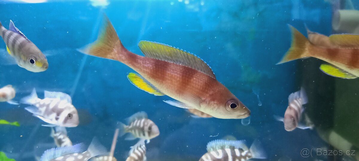 Odchovy Tanganyika - 7