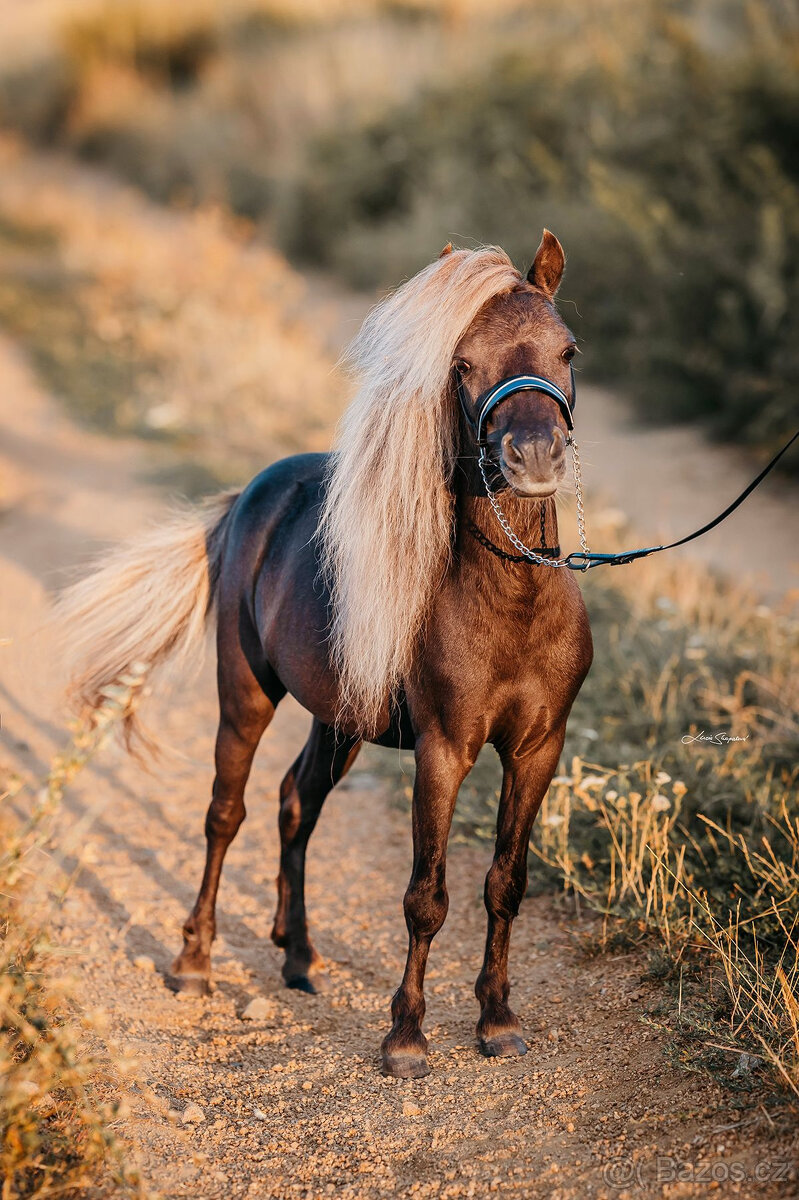 Americký miniaturní kůň , AMHA -minihorse - 7