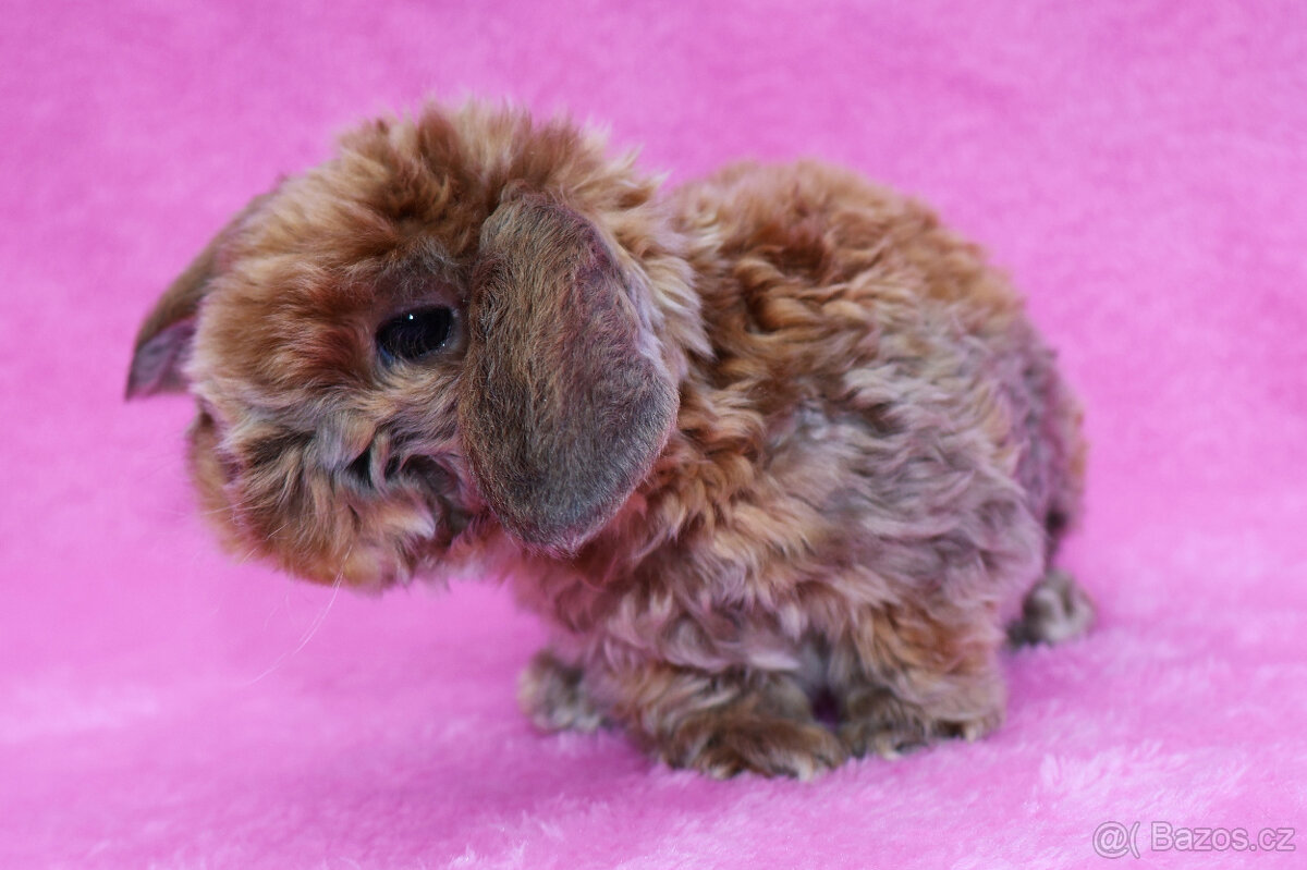 Zakrslý satén rex beránek , samička s VP . - 7