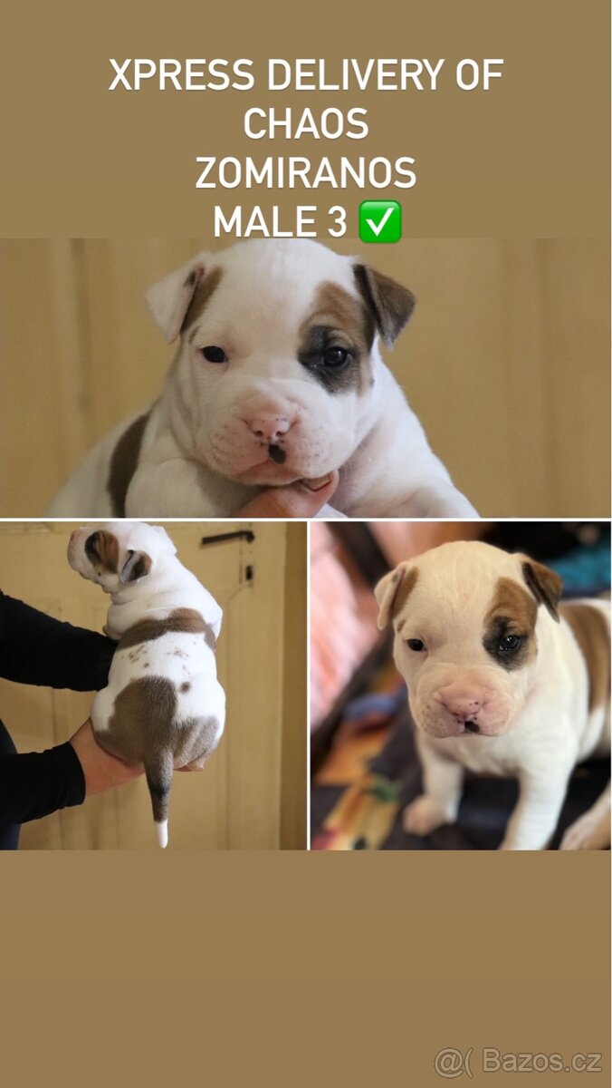 Americký stafordšírský teriér s PP pejsek 1 - 7